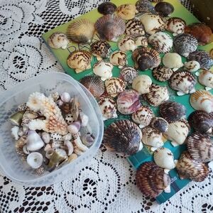 Natural Seashell Collection for Small Pets
